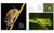 Minibeasts: True Rulers of our World and the Key to our Survival - Alan Henderson Minibeasts: True Rulers of our World and the Key to our Survival - Alan Henderson