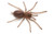 Australian Tarantula (Phlogius sp. - Kuttabul) Australian Tarantula (Phlogius sp. - Kuttabul)