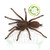 Semi-social Pygmy Tarantula (Coremiocnemis sp.) Semi-social Pygmy Tarantula (Coremiocnemis sp.)
