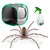 Giant Banded Huntsman Kit - save 10% Giant Banded Huntsman Kit - save 10%