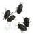 Adult Mallee Darkling Beetles