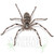 Murray Banded Huntsman (Holconia murrayensis) Murray Banded Huntsman (Holconia murrayensis)