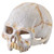 Exo Terra Primate Skull - Small