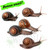 Bundaberg Bundle - 4 x Bundaberg Banded Snails (Figuladra vidulus) PLUS a free snail!
