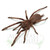 Australian Tarantula (Phlogius sp. - 'Kuranda') Sexed 4th year juveniles (2022)