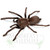 Australian Tarantula (Phlogius sp. - Kuranda)  Unsexed 2nd year juveniles