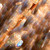Actual photo from the Kids Microscope - moth wing