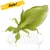 Dancing Leaf Insect (Walaphyllium monteithi)