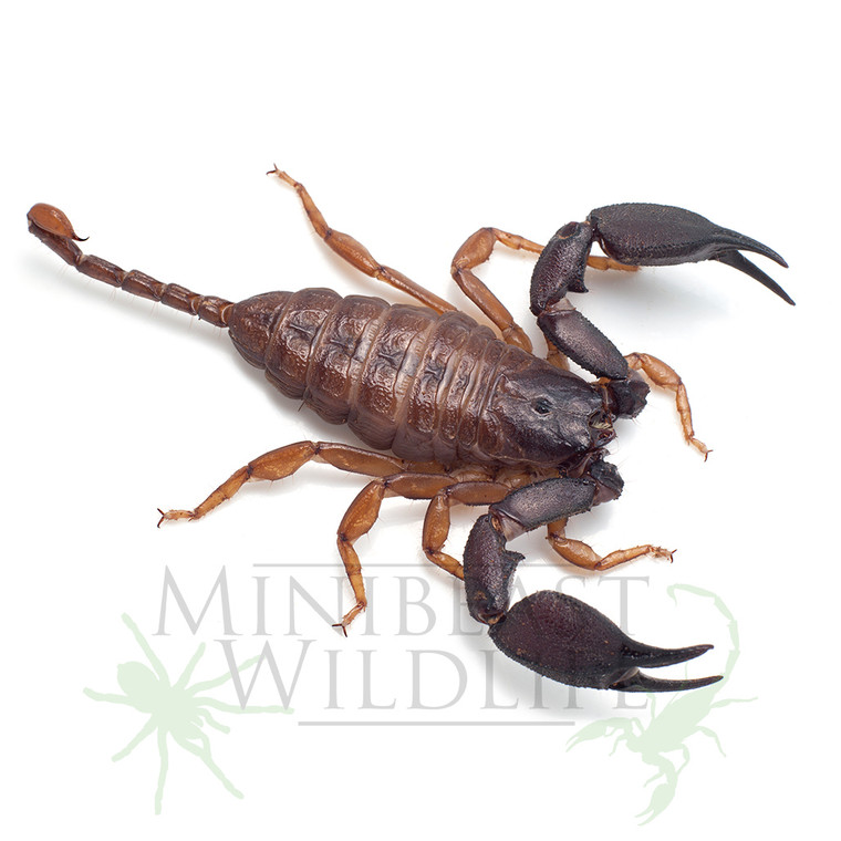 Rainforest Scorpion (Hormurus sp.)