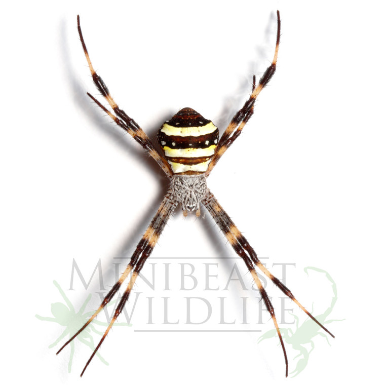 Tropical St. Andrew's Cross Spider (Argiope aetherea)