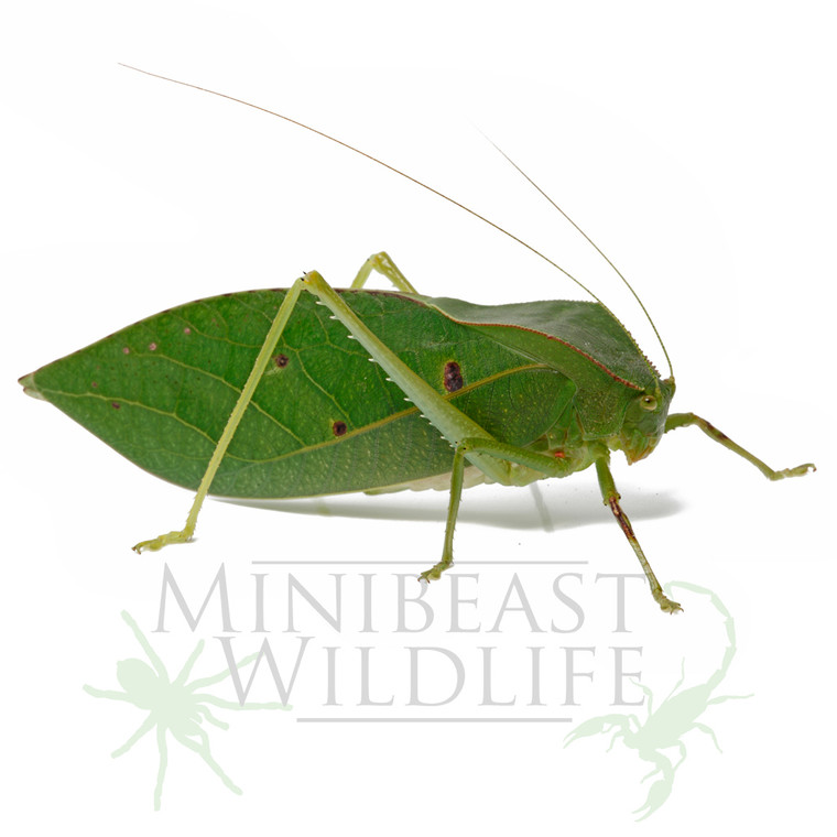 Adult Hooded Katydid