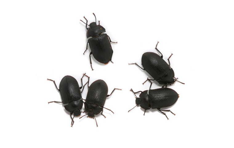 Adult Mallee Darkling Beetles