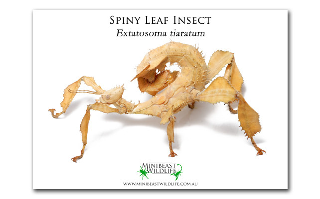 A5 Laminated Posters - great labels for your animal enclosures ...