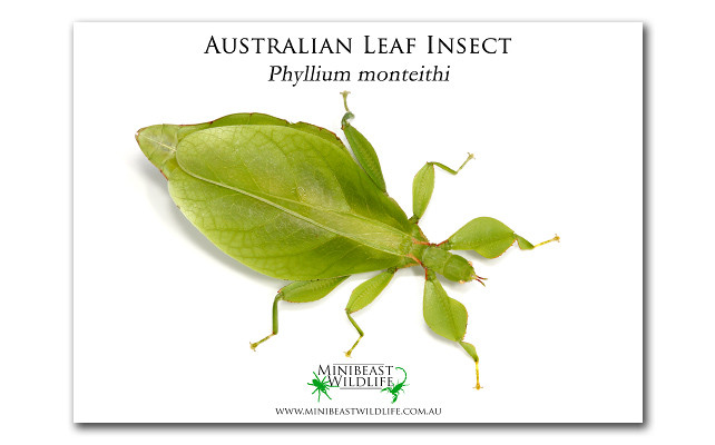 A5 Laminated Posters - great labels for your animal enclosures ...