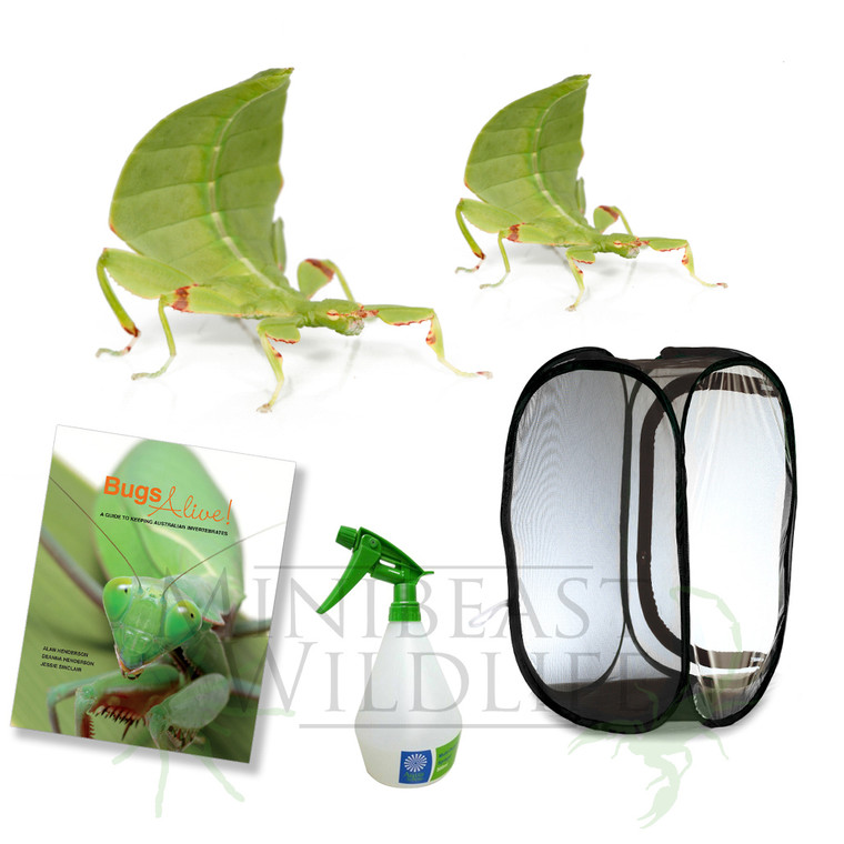 Australian Leaf Insect Complete Kit - Save over 10%