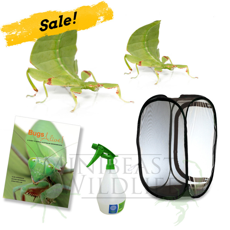 Dancing Leaf Insect Complete Kit - Save over 15%