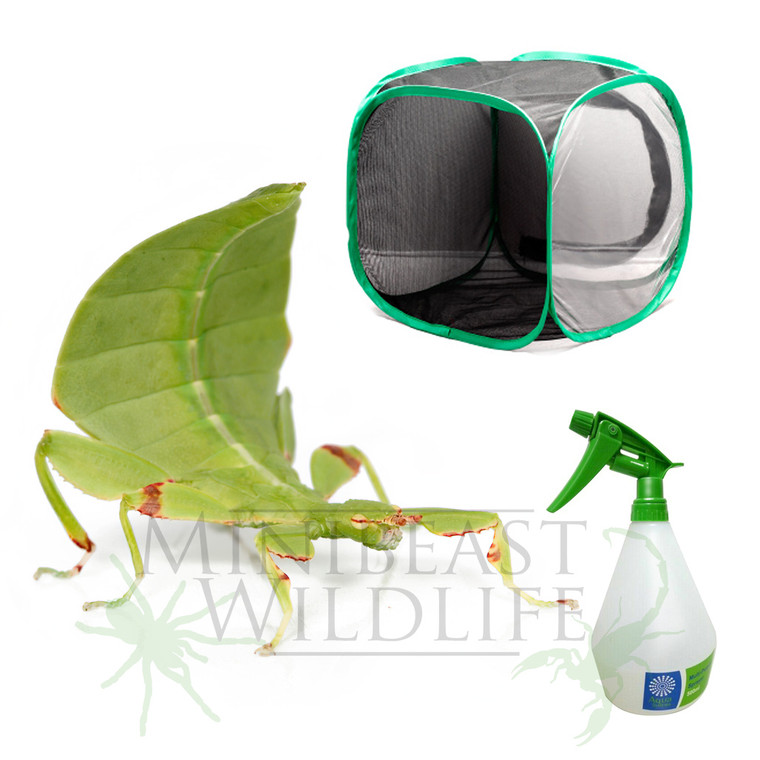 Dancing Leaf Insect Mini-kit - Save 10%