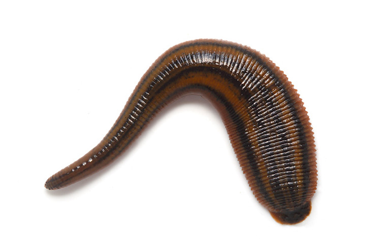 Tiger Leech (Richardsonianus australis)