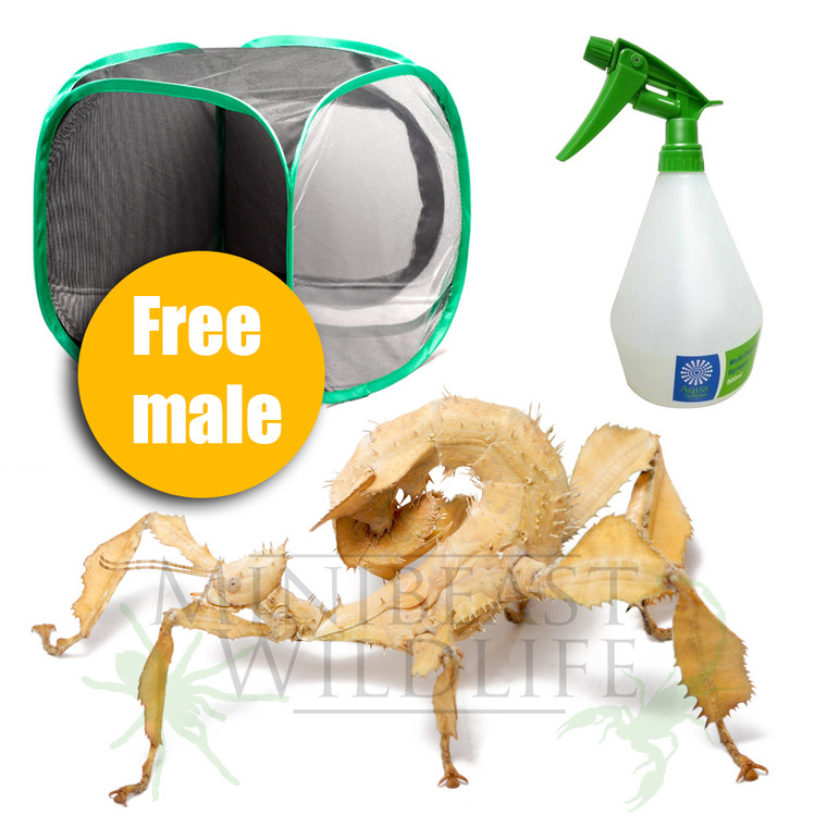 Spiny Leaf Insect Mini-kit - Save 10%