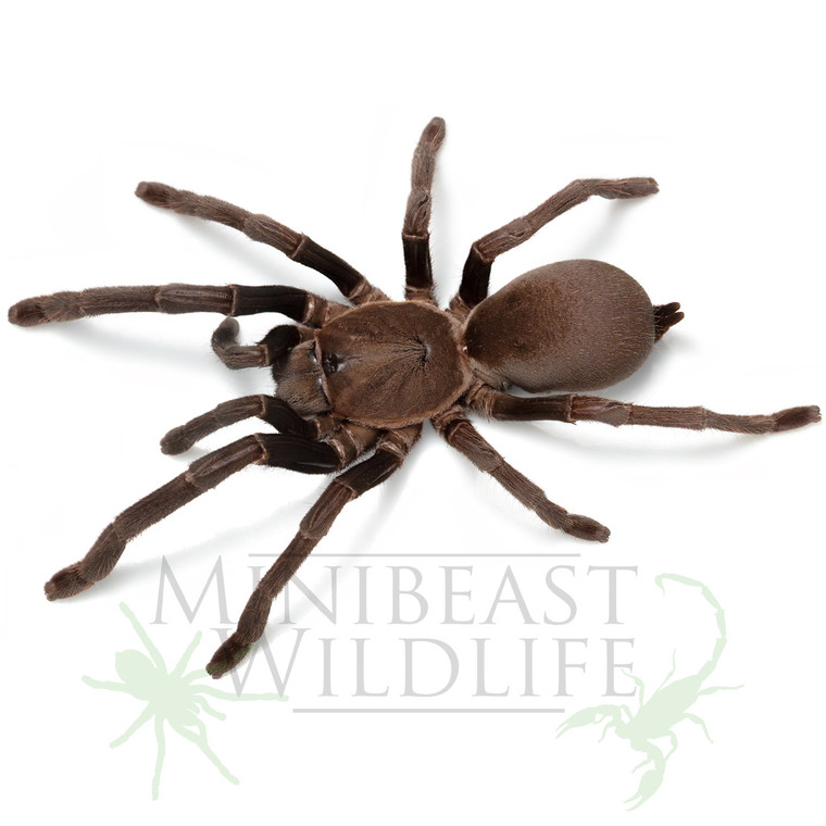 Australian Tarantula (Phlogius sp. - Kuranda)