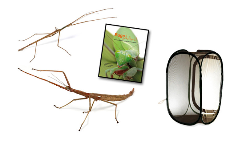 Giant Northern Stick Insect Complete Kit (Acrophylla wuelfingi)