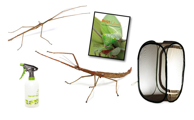 Giant Northern Stick Insect Complete Kit (Acrophylla wuelfingi)
