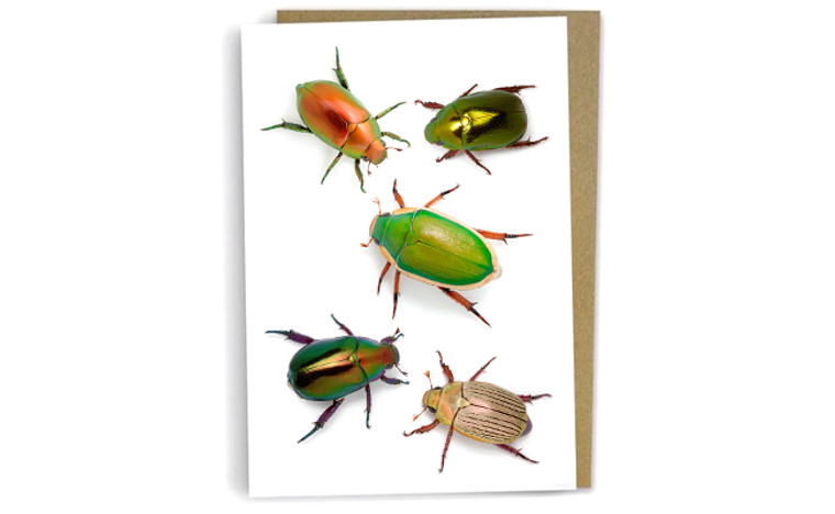 Christmas beetles by Alan Henderson (Minibeast Wildlife)