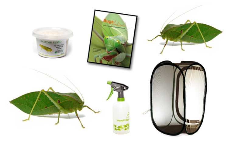 Hooded Katydid Complete Kit - Save over 10%