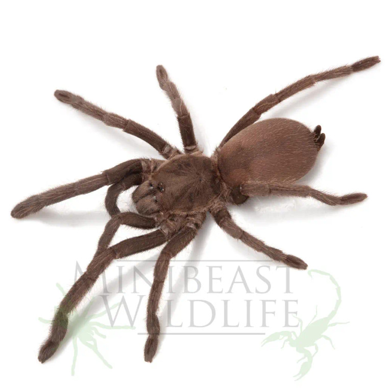 Australian Tarantula (Phlogius sp. - Kuttabul)