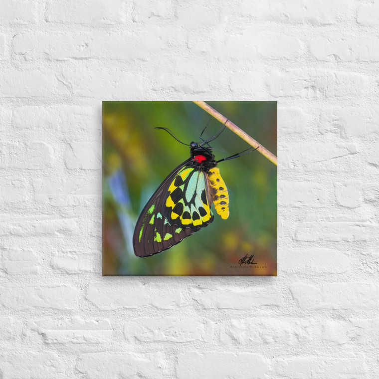 Cairns Birdwing Canvas