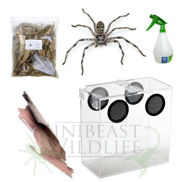 Huntsman Spider Deluxe Kit - Save 10%  (Choose species)