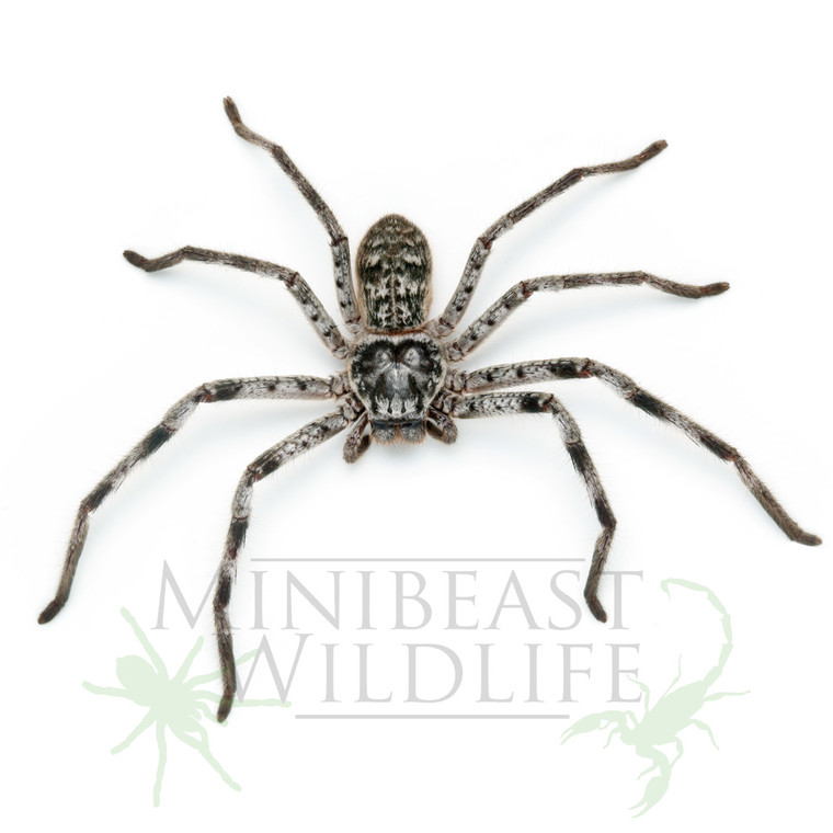 Huntsman Spider Deluxe Kit - Save 10% (Choose species) - Minibeast ...