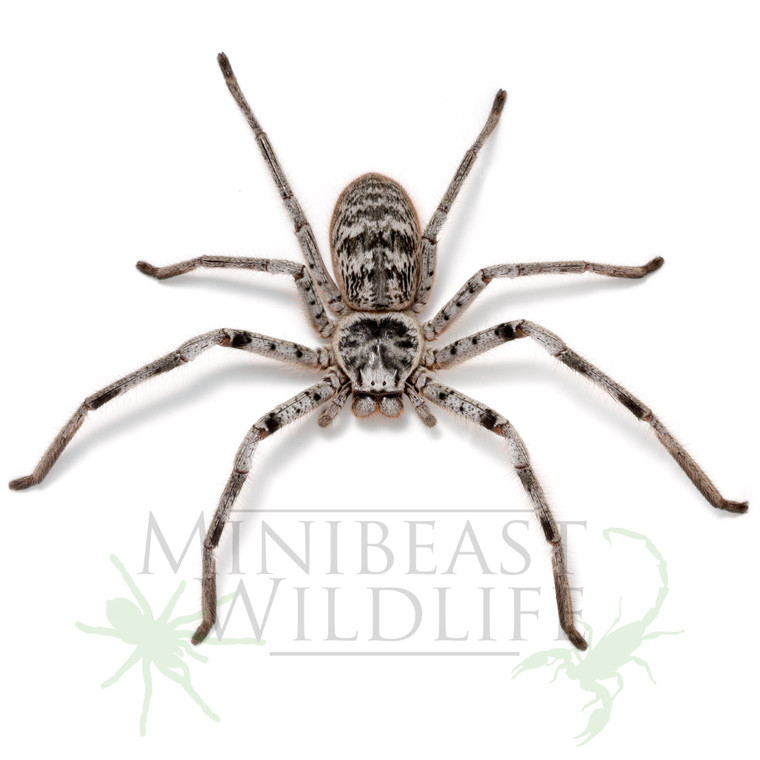 Murray Banded Huntsman (Holconia murrayensis)