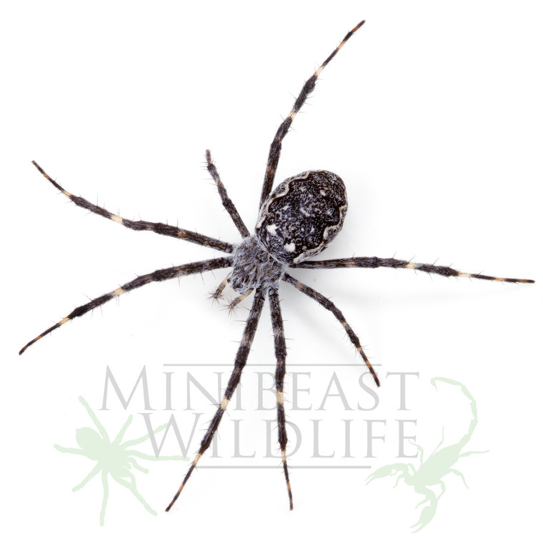 Rock orb-weaving Spider (Argiope mascordi)