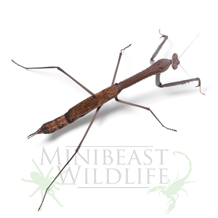 FEMALE Monster Mantis (Archimantis monstrosa)  