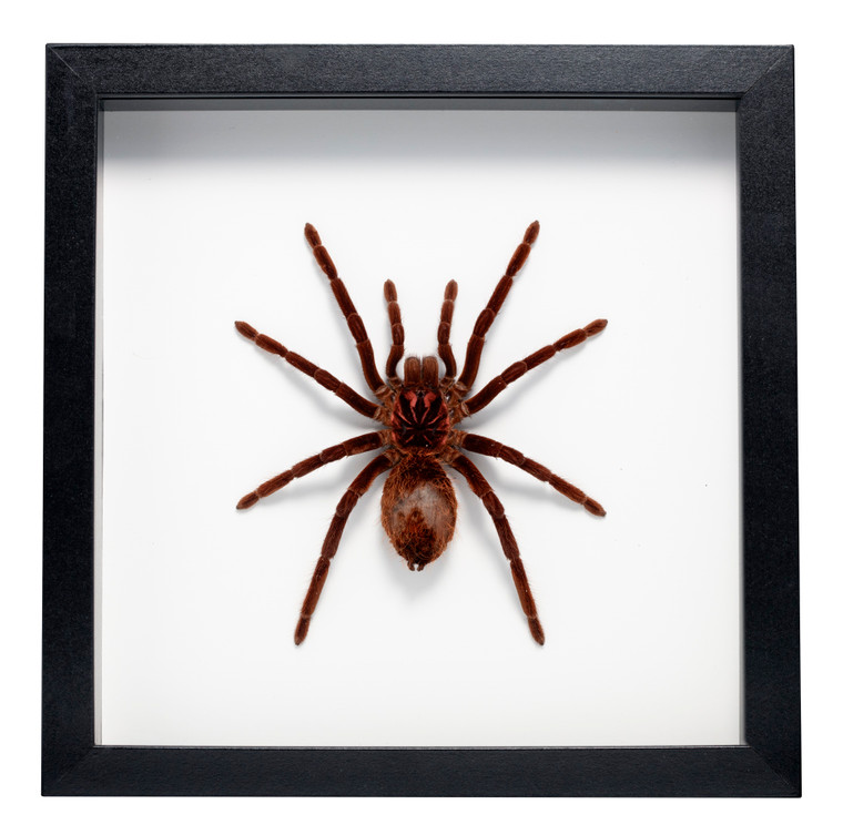 Ethical Ento-Mounts - Amazon Blue Bloom Tarantula