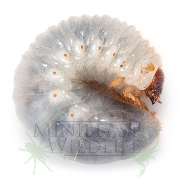 Larva - sold as unsexed L2/L3 approximately 40mm long