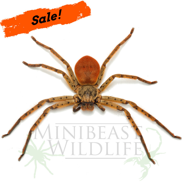 Tiger Huntsman (undescribed species)