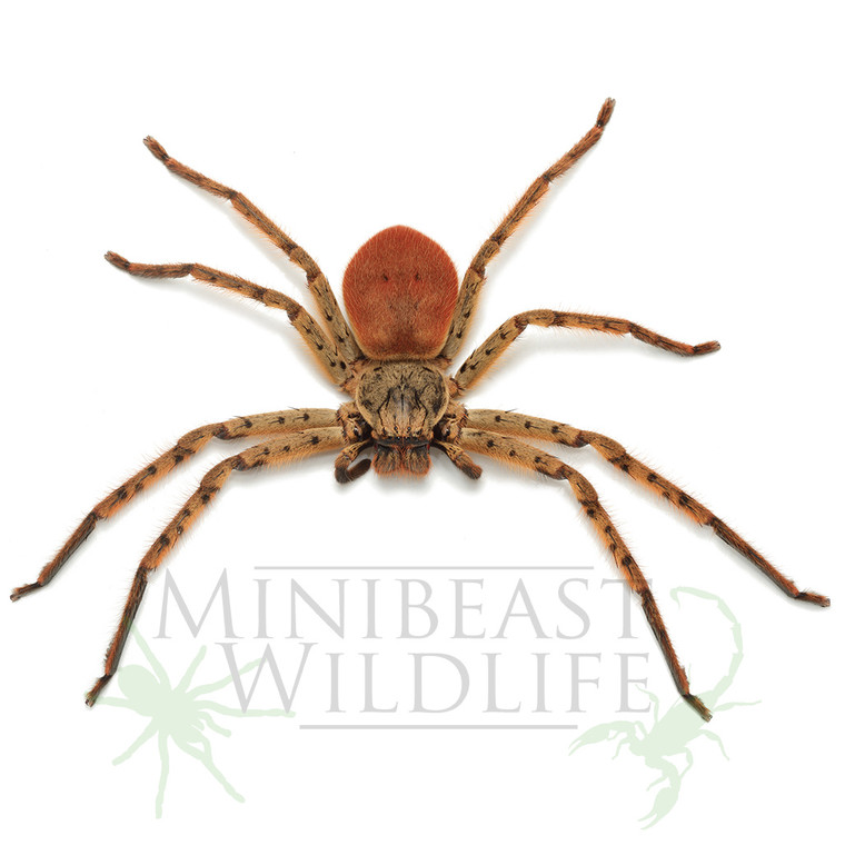 Adult female colouration. (Juveniles develop colour as they approach maturity. Only females are brightly coloured).