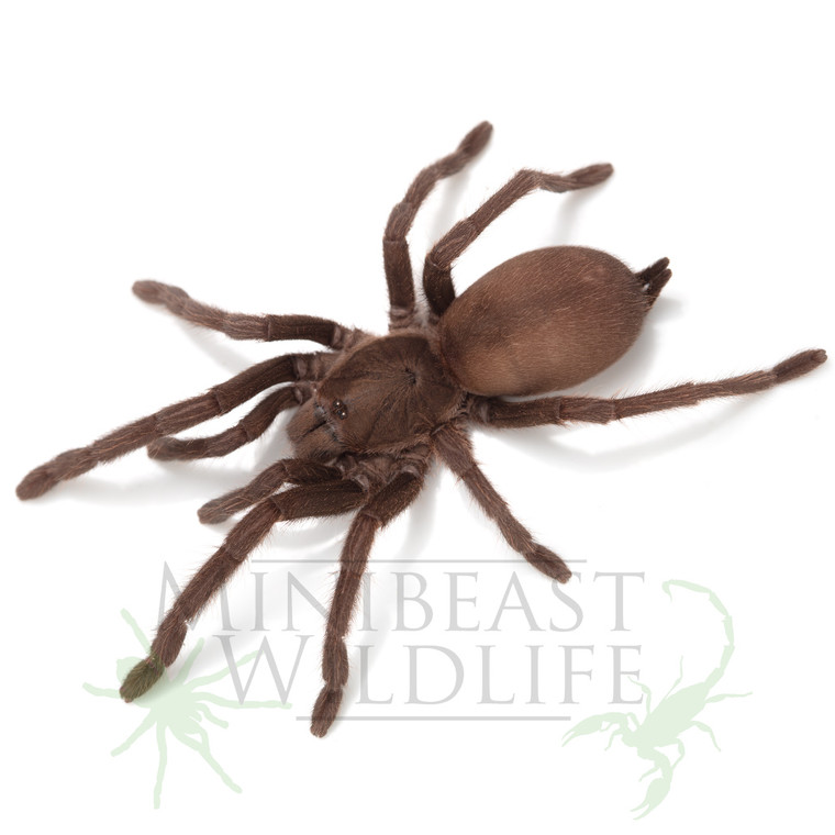Australian Tarantula (Phlogius sp. - 'Stents') Sexed 3rd year juveniles