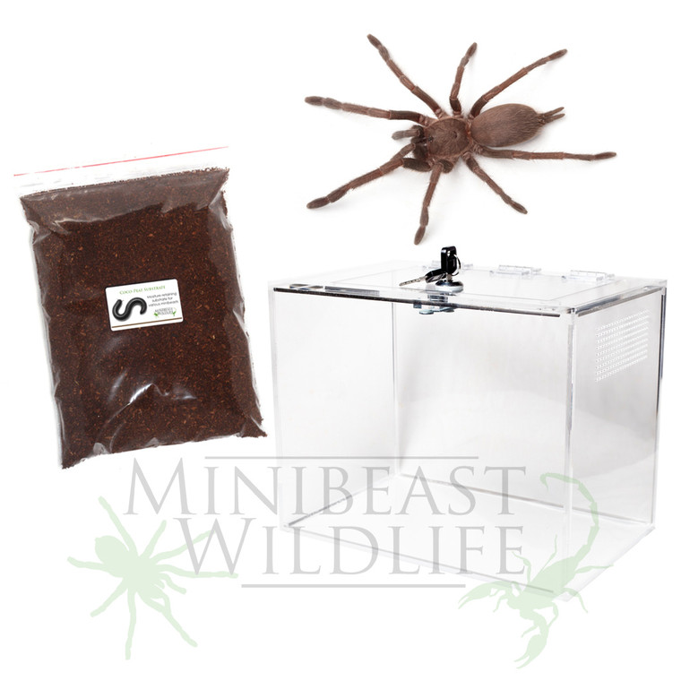Australian Tarantula Lockable Acrylic Kit (Choose species) Unsexed 2nd year juveniles