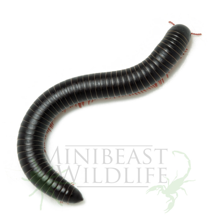 Red-legged Rainforest Millipede (Pachybolidae)