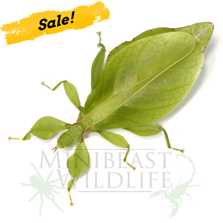Dancing Leaf Insect (Walaphyllium monteithi)
