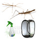 Crowned Stick Insect Kit - Save 10% - Minibeast Wildlife Bugshop