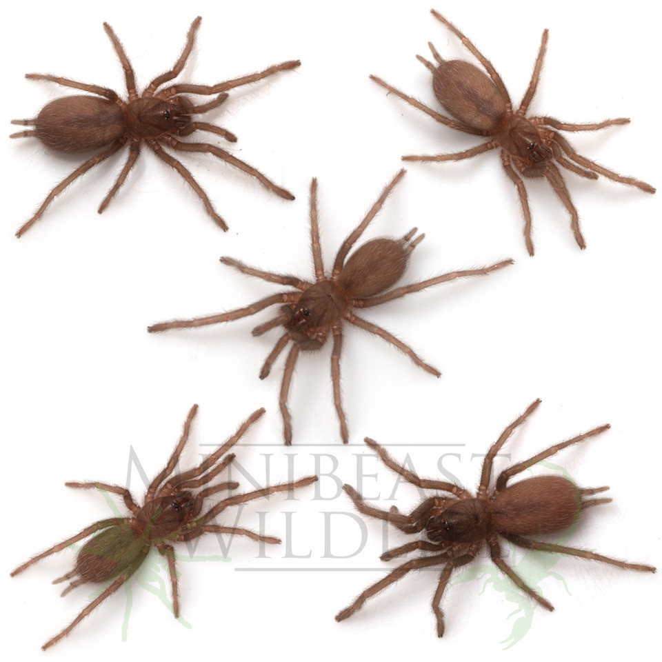 Semi-social Pygmy Tarantulas (Coremiocnemis sp.) - colony of five