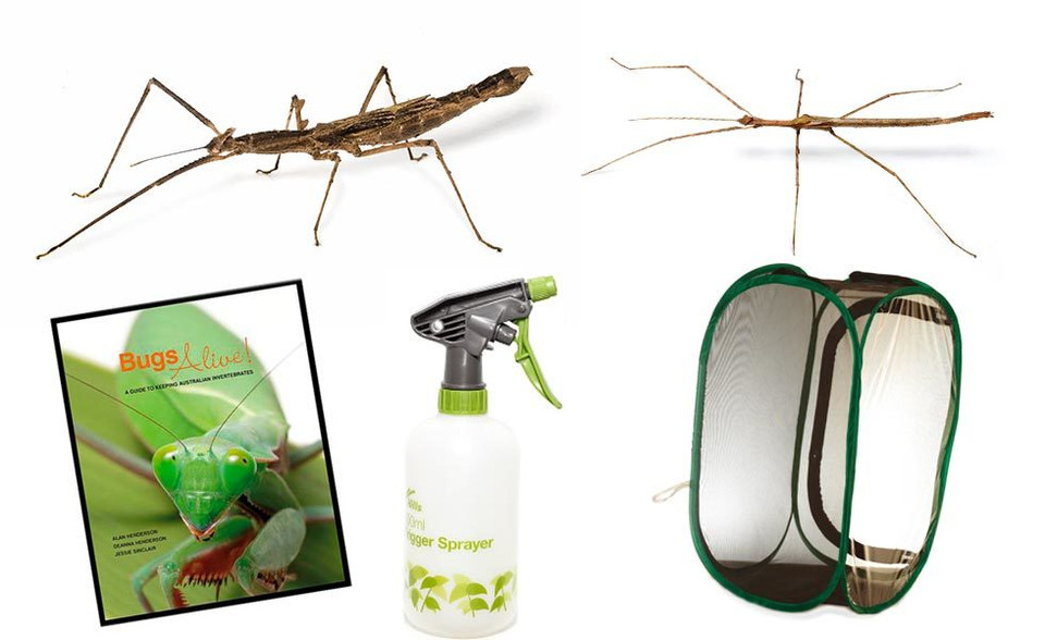 Crowned Stick Insect Complete Kit - Save over 10% - Minibeast Wildlife ...