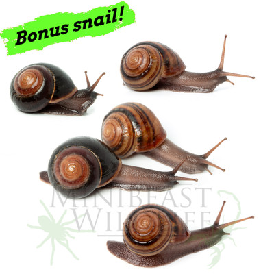 Bundaberg Bundle - 4 x Bundaberg Banded Snails (Figuladra vidulus) PLUS ...