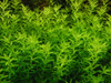 1-2-Grow! Hemianthus Micranthemoides