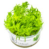 1-2-Grow! Pogostemon deccanensis (Erectus)