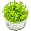 1-2-Grow! Bacopa caroliniana